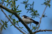 DPPhotography - Extremadura - Pied flycatcher - D