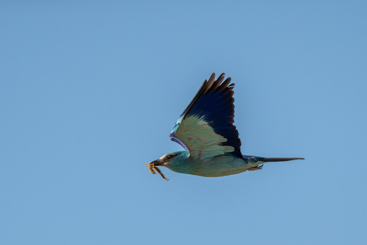 DPPhotography - Extremadura - European roller - F.jpg - European roller - Trujillo Plains, Extremadura