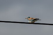 DPPhotography - Extremadura - European roller - A