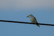 DPPhotography - Extremadura - European roller - B
