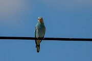 DPPhotography - Extremadura - European roller - D