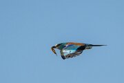 DPPhotography - Extremadura - European roller - G