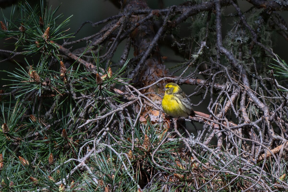 DPPhotography - Extremadura - European serin - A.jpg - European serin - Parador de Gredos, Castilla y León