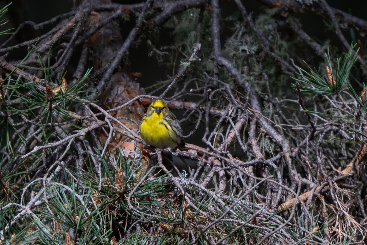 DPPhotography - Extremadura - European serin - B.jpg - European serin - Parador de Gredos, Castilla y León