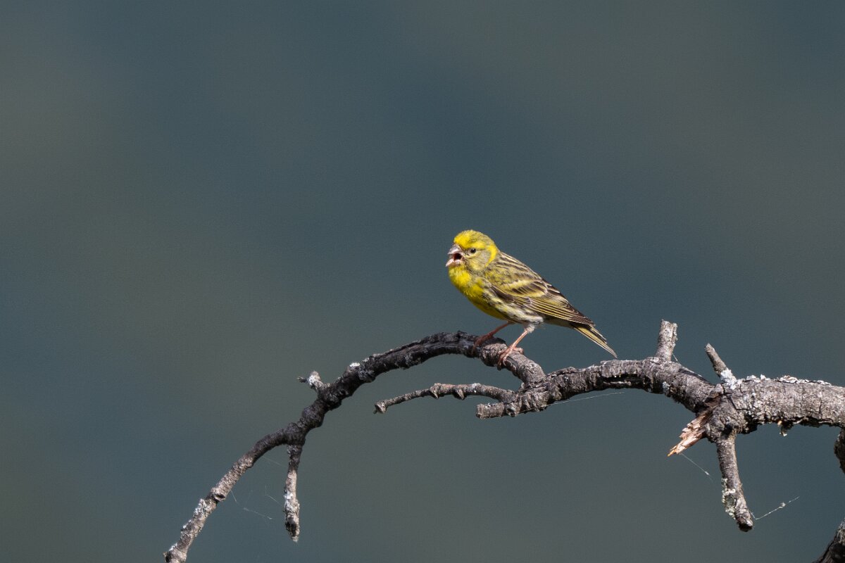 DPPhotography - Extremadura - European serin - D.jpg - European serin - Peña Falcon, Monfragüe