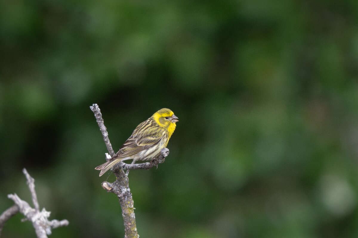 DPPhotography - Extremadura - European serin - E.jpg - European serin - Peña Falcon, Monfragüe