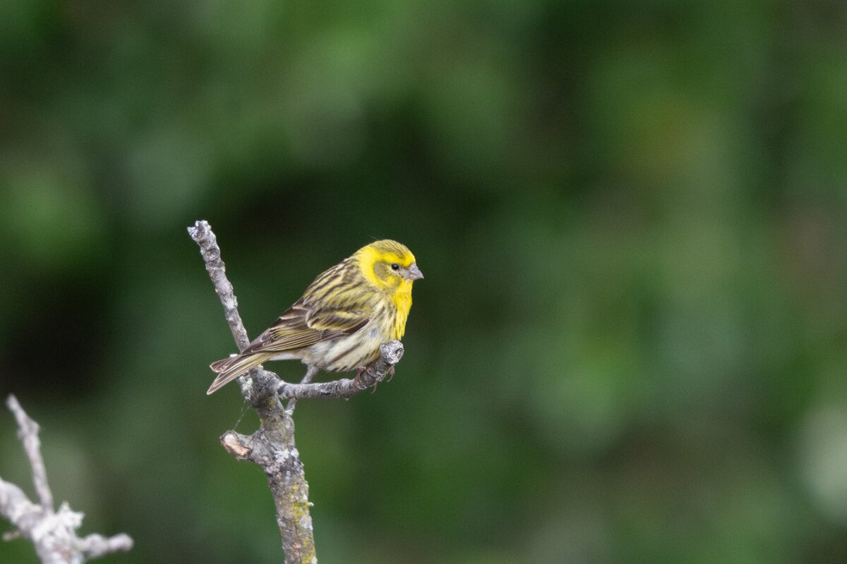 DPPhotography - Extremadura - European serin - F.jpg - European serin - Peña Falcon, Monfragüe