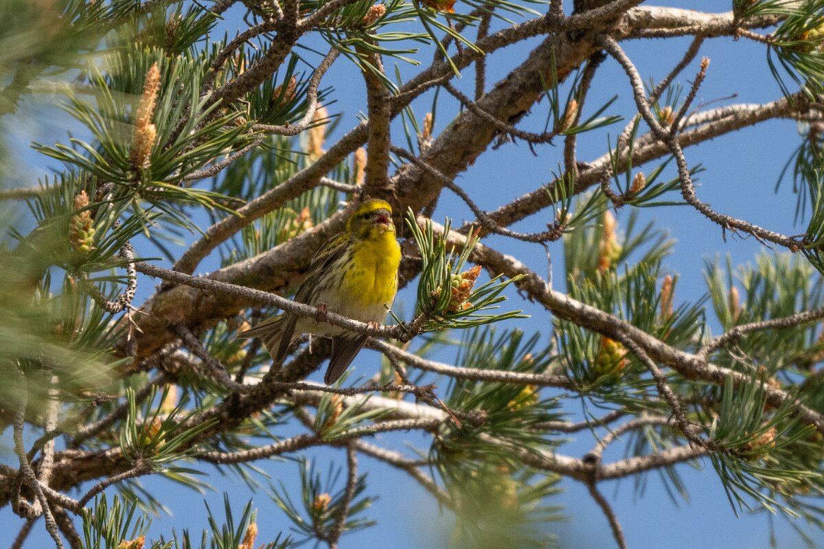 DPPhotography - Extremadura - European serin - G.jpg - European serin - Rio Tormes, Castilla y León
