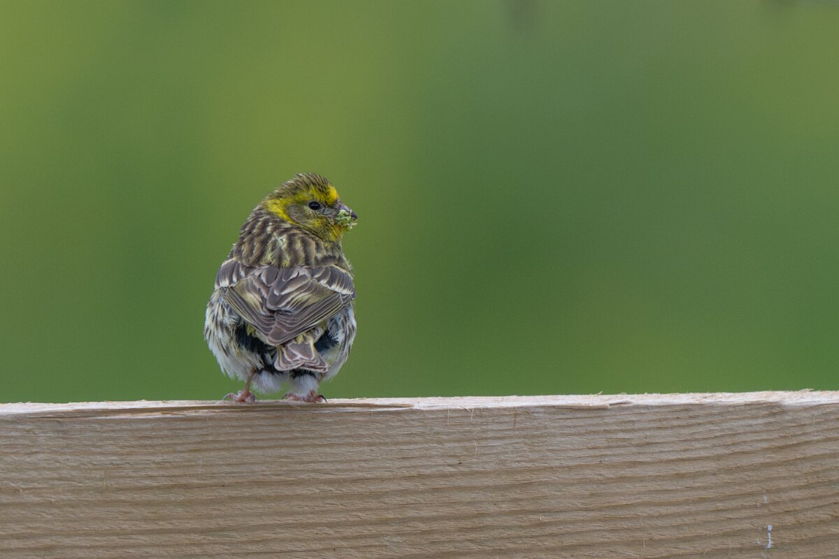DPPhotography - Extremadura - European serin - H.jpg - European serin - Rio Tormes, Castilla y León