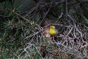 DPPhotography - Extremadura - European serin - A