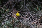 DPPhotography - Extremadura - European serin - B