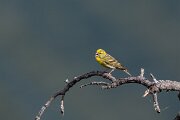 DPPhotography - Extremadura - European serin - D