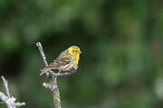 DPPhotography - Extremadura - European serin - F