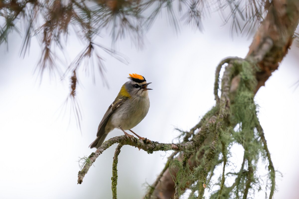 DPPhotography - Extremadura - Firecrest - E.jpg - Firecrest - Parador de Gredos, Castilla y León