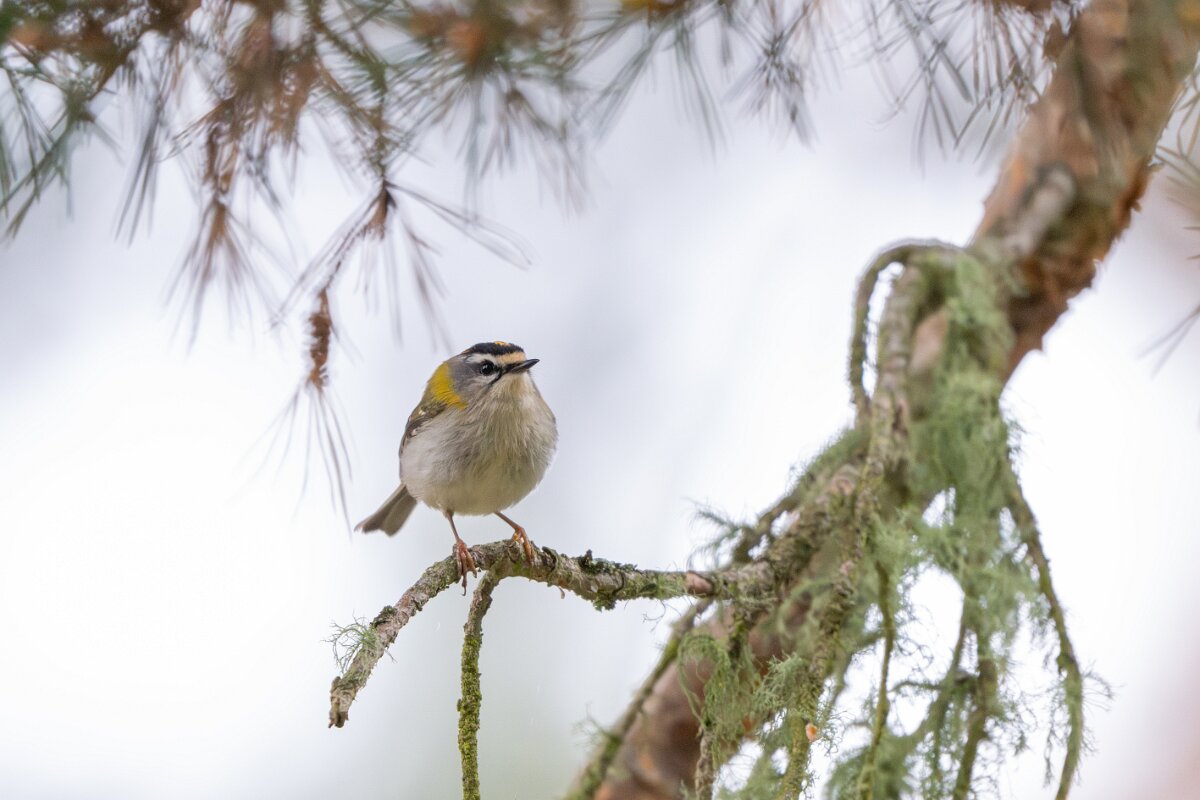 DPPhotography - Extremadura - Firecrest - F.jpg - Firecrest - Parador de Gredos, Castilla y León