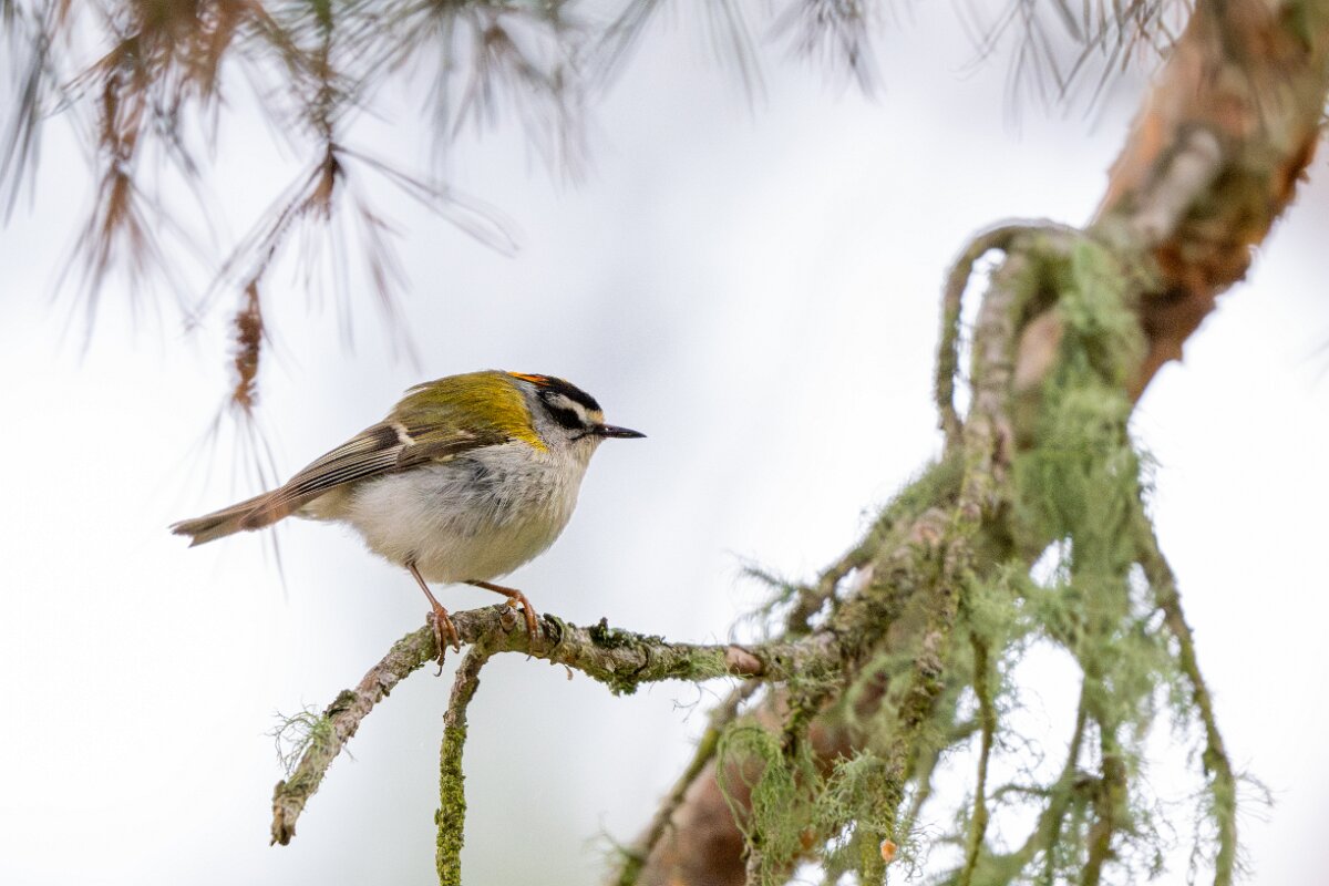 DPPhotography - Extremadura - Firecrest - G.jpg - Firecrest - Parador de Gredos, Castilla y León