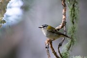 DPPhotography - Extremadura - Firecrest - A