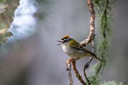 DPPhotography - Extremadura - Firecrest - B