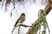 DPPhotography - Extremadura - Firecrest - D