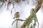 DPPhotography - Extremadura - Firecrest - F