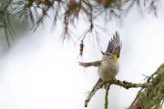 DPPhotography - Extremadura - Firecrest - H