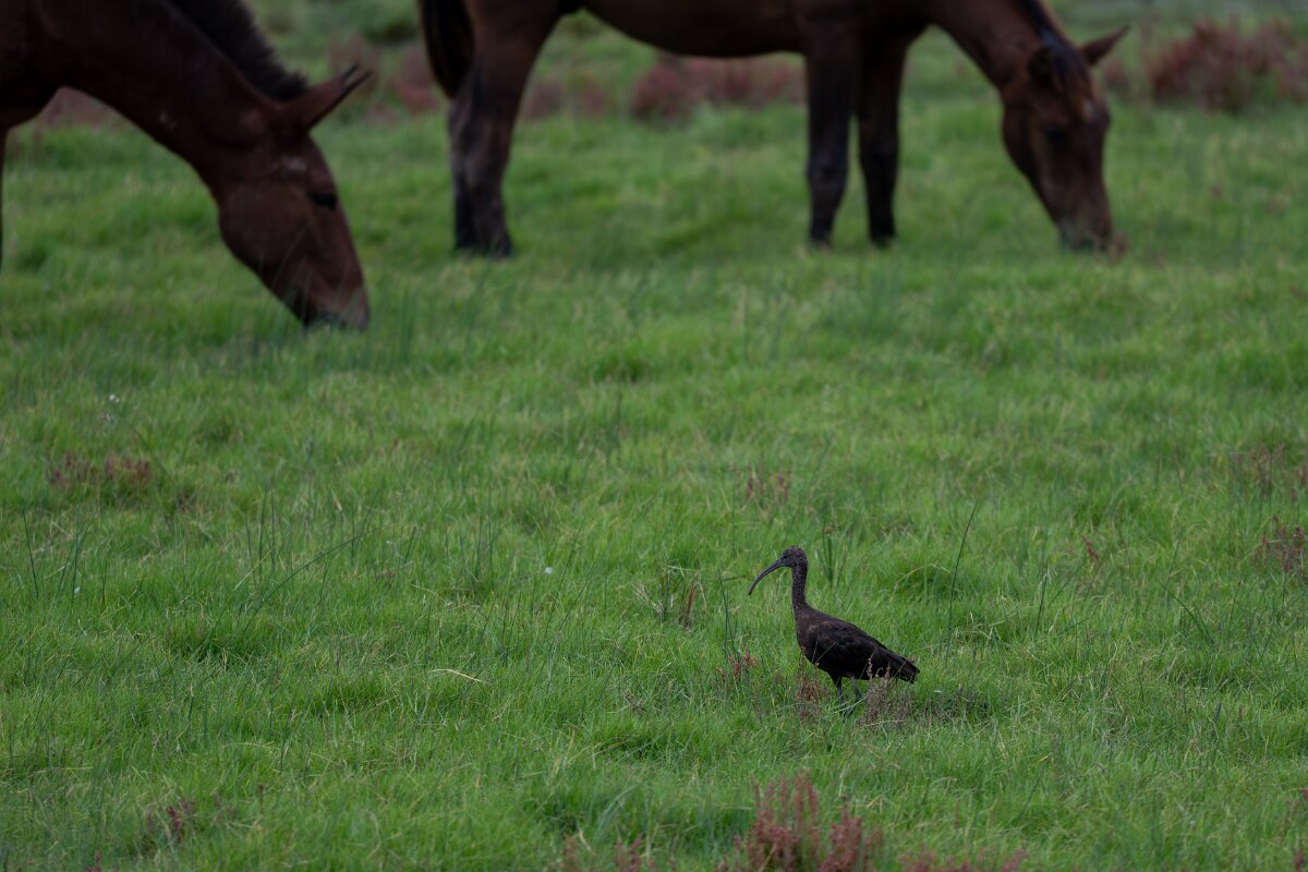 DPPhotography - Andalucia - Glossy ibis - B.jpg - Glossy ibis - Doñana National Park