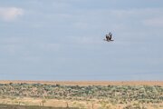 DPPhotography - Extremadura - Great bustard - C