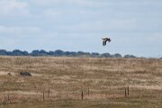 DPPhotography - Extremadura - Great bustard - D