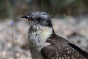 DPPhotography - Extremadura - Great spotted cuckoo - C