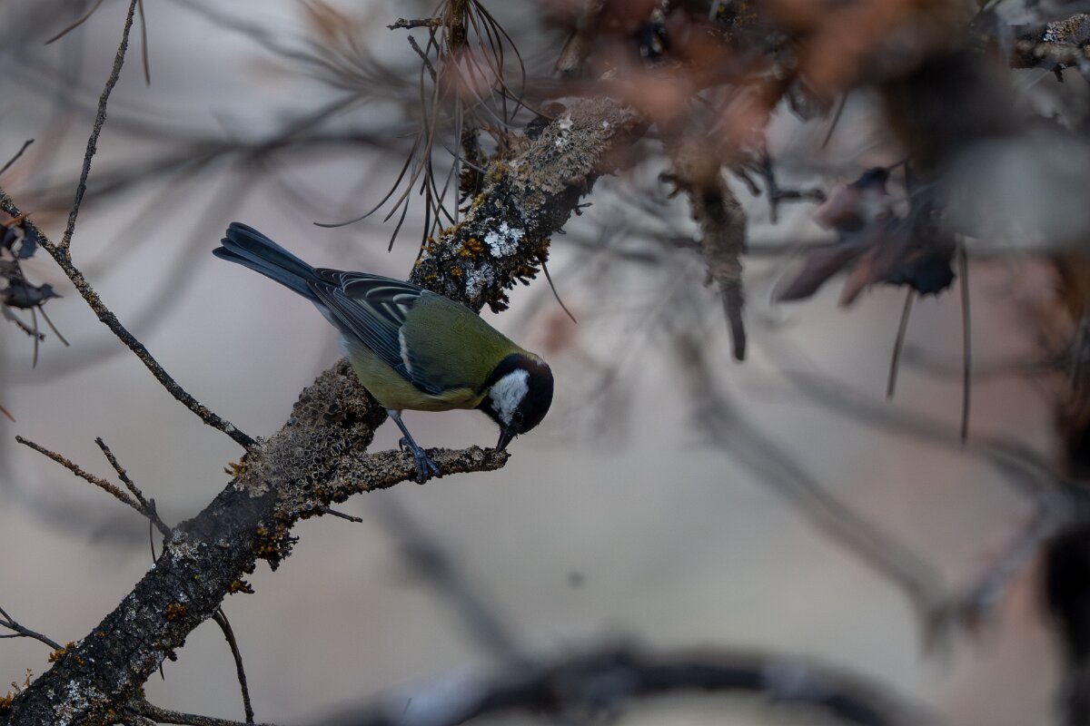 DPPhotography - Andalucia - Great tit - B.jpg - Great tit - Sierra de Andújar