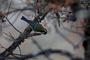 DPPhotography - Andalucia - Great tit - A
