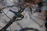 DPPhotography - Andalucia - Great tit - B