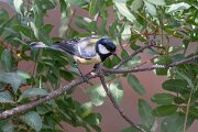DPPhotography - Extremadura - Great tit - B
