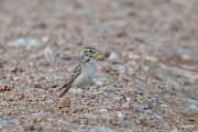 DPPhotography - Extremadura - Greater short-toed lark - A
