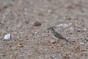 DPPhotography - Extremadura - Greater short-toed lark - B
