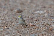 DPPhotography - Extremadura - Greater short-toed lark - C