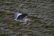 DPPhotography - Extremadura - Grey heron - B