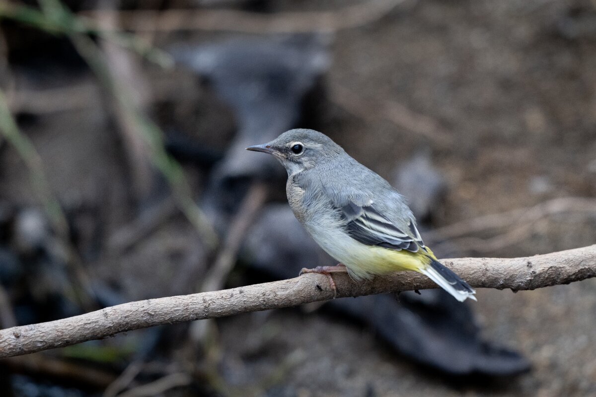 DPPhotography - Extremadura - Grey wagtail - A.jpg - Grey wagtail - Molino harinero, Embalse de Jose Maria de Oriol