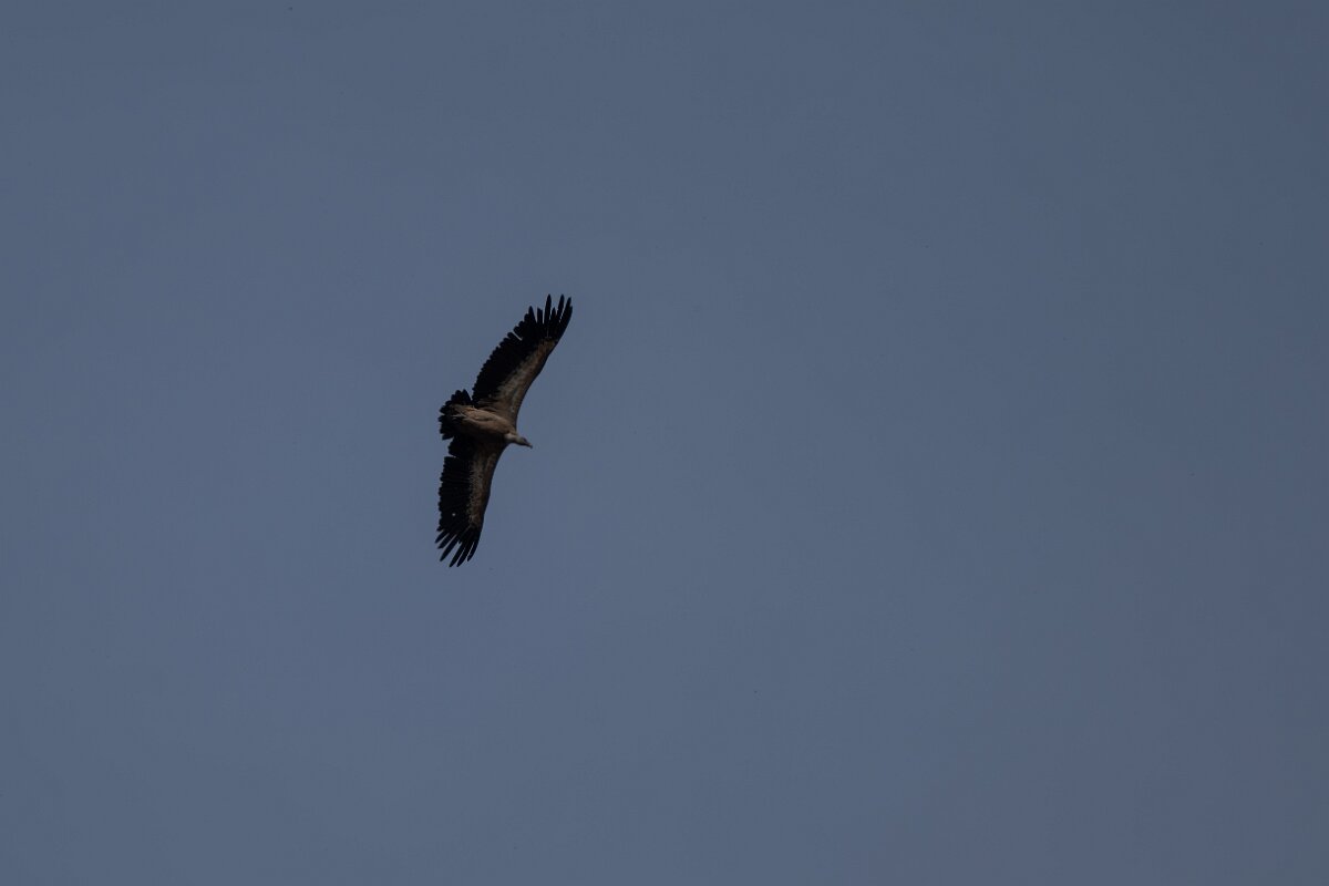 DPPhotography - Andalucia - Griffon vulture - B.jpg - Griffon vulture - Sierra de Andújar