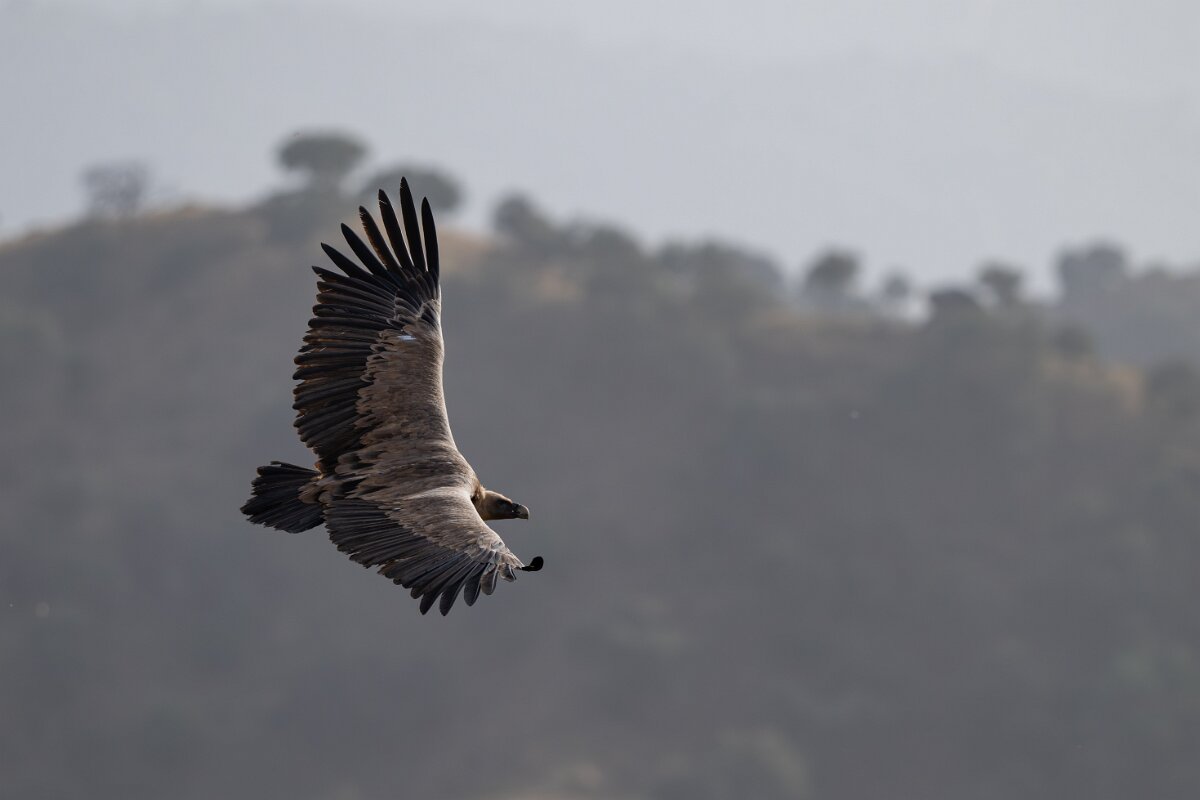 DPPhotography - Andalucia - Griffon vulture - C.jpg - Griffon vulture - Sierra de Andújar