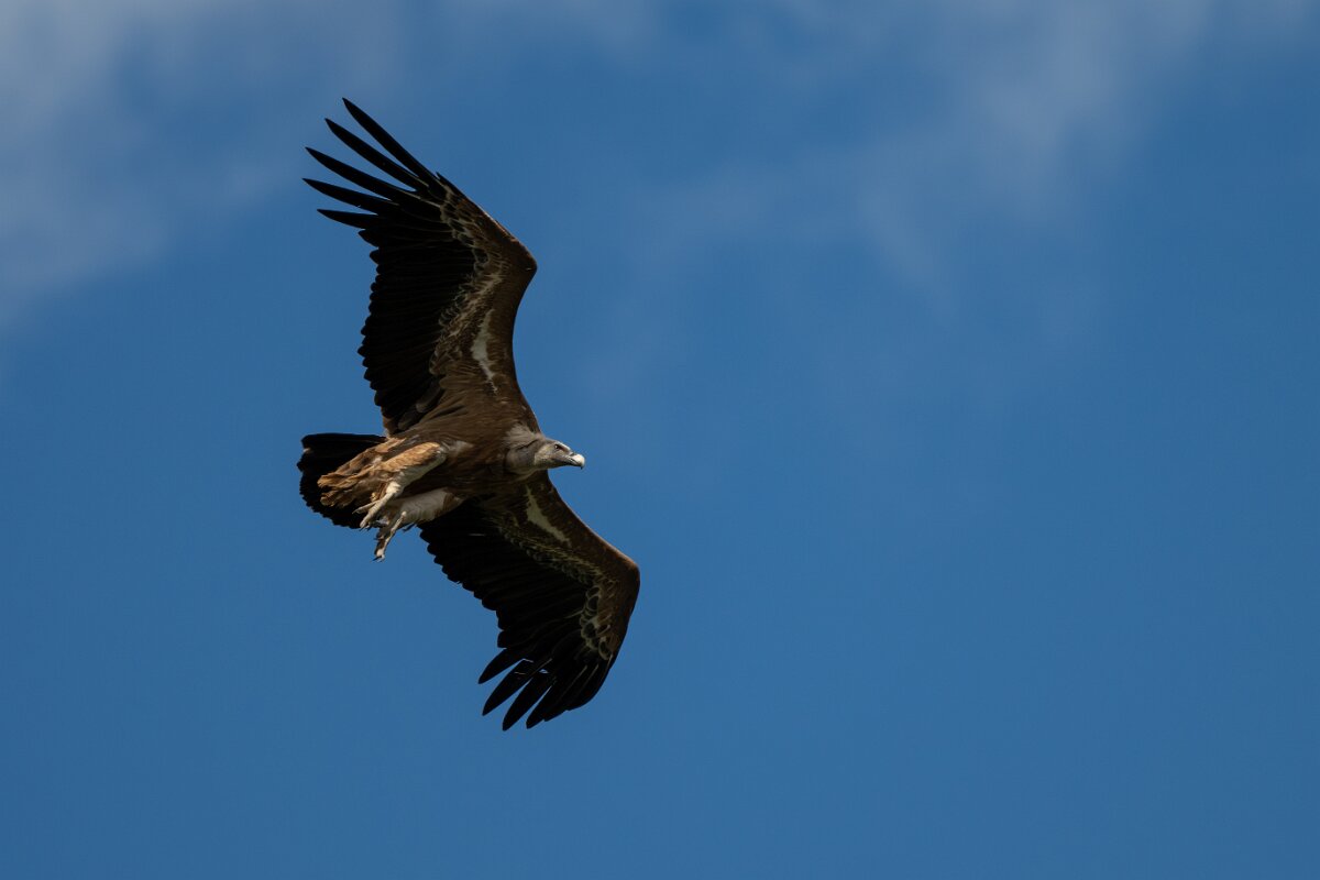 DPPhotography - Extremadura - Griffon vulture - AC.jpg - Griffon vulture - Peña Falcon, Monfragüe