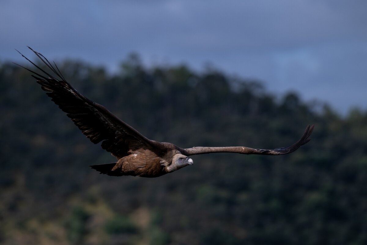 DPPhotography - Extremadura - Griffon vulture - AF.jpg - Griffon vulture - Peña Falcon, Monfragüe