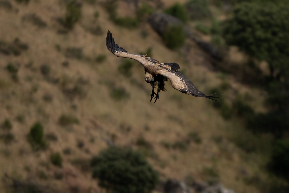 DPPhotography - Extremadura - Griffon vulture - AI.jpg - Griffon vulture - Peña Falcon, Monfragüe