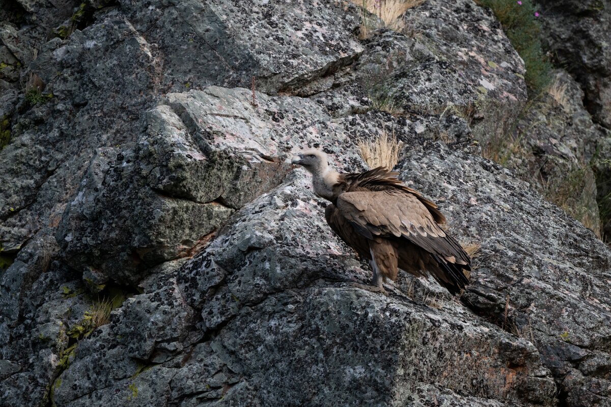 DPPhotography - Extremadura - Griffon vulture - AM.jpg - Griffon vulture - Peña Falcon, Monfragüe