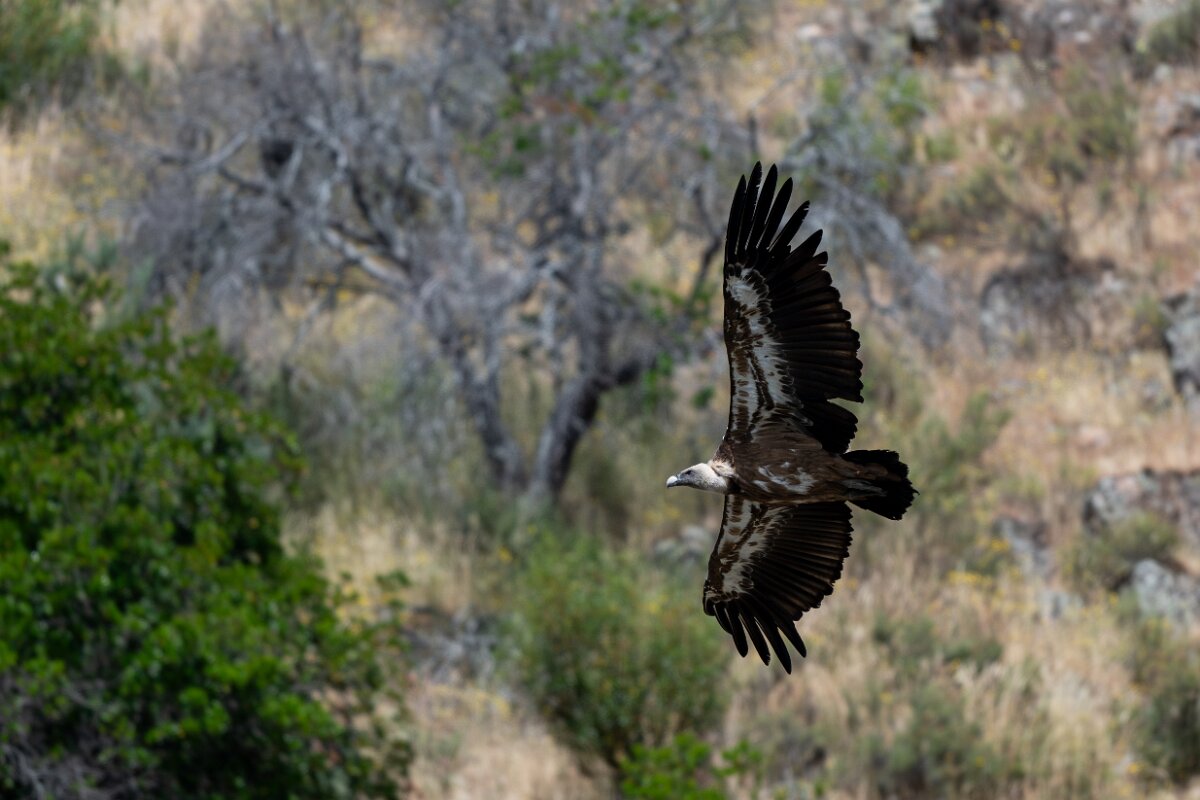 DPPhotography - Extremadura - Griffon vulture - AO.jpg - Griffon vulture - Portilla del Tietar, Extremadura