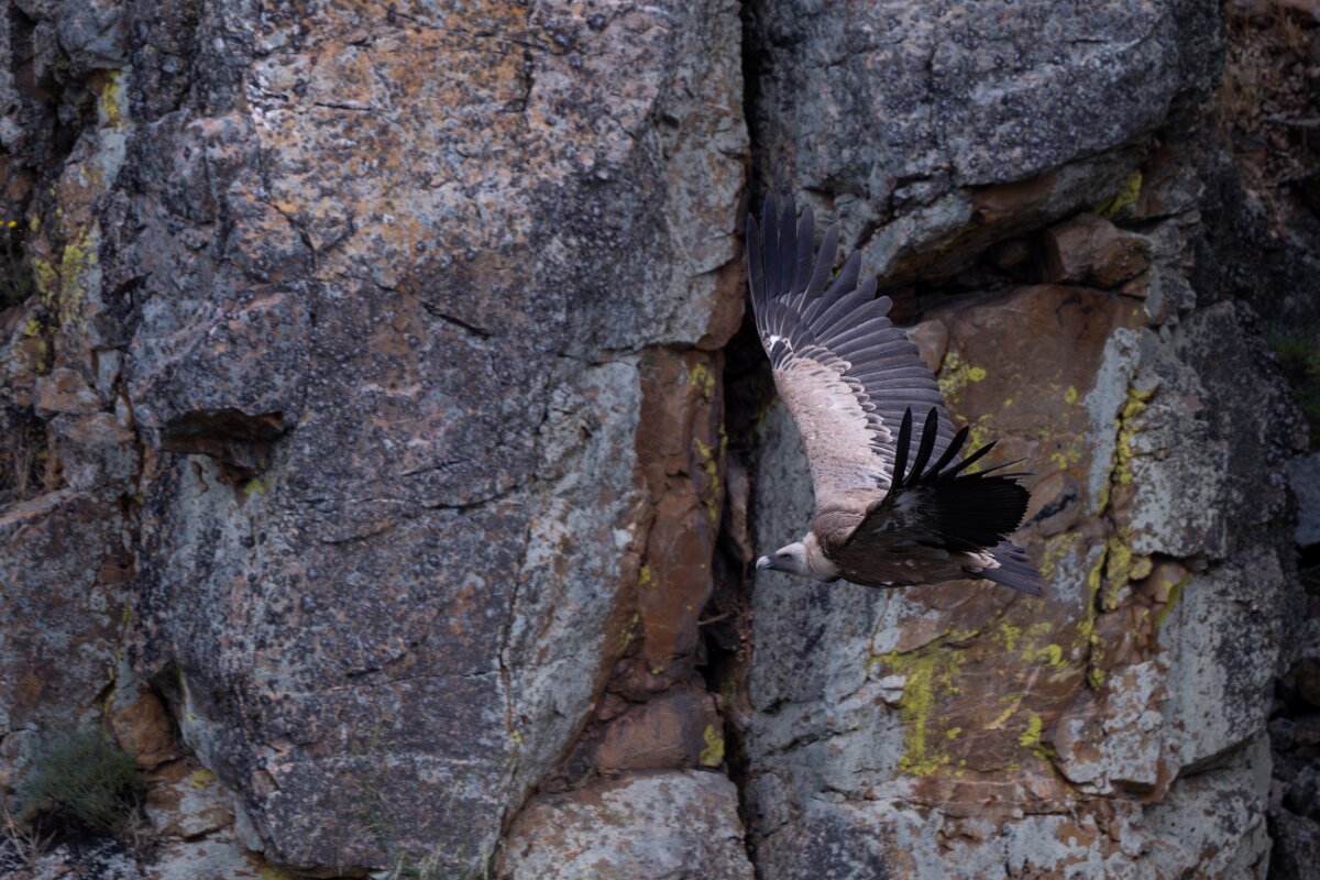 DPPhotography - Extremadura - Griffon vulture - AQ.jpg - Griffon vulture - Portilla del Tietar, Extremadura