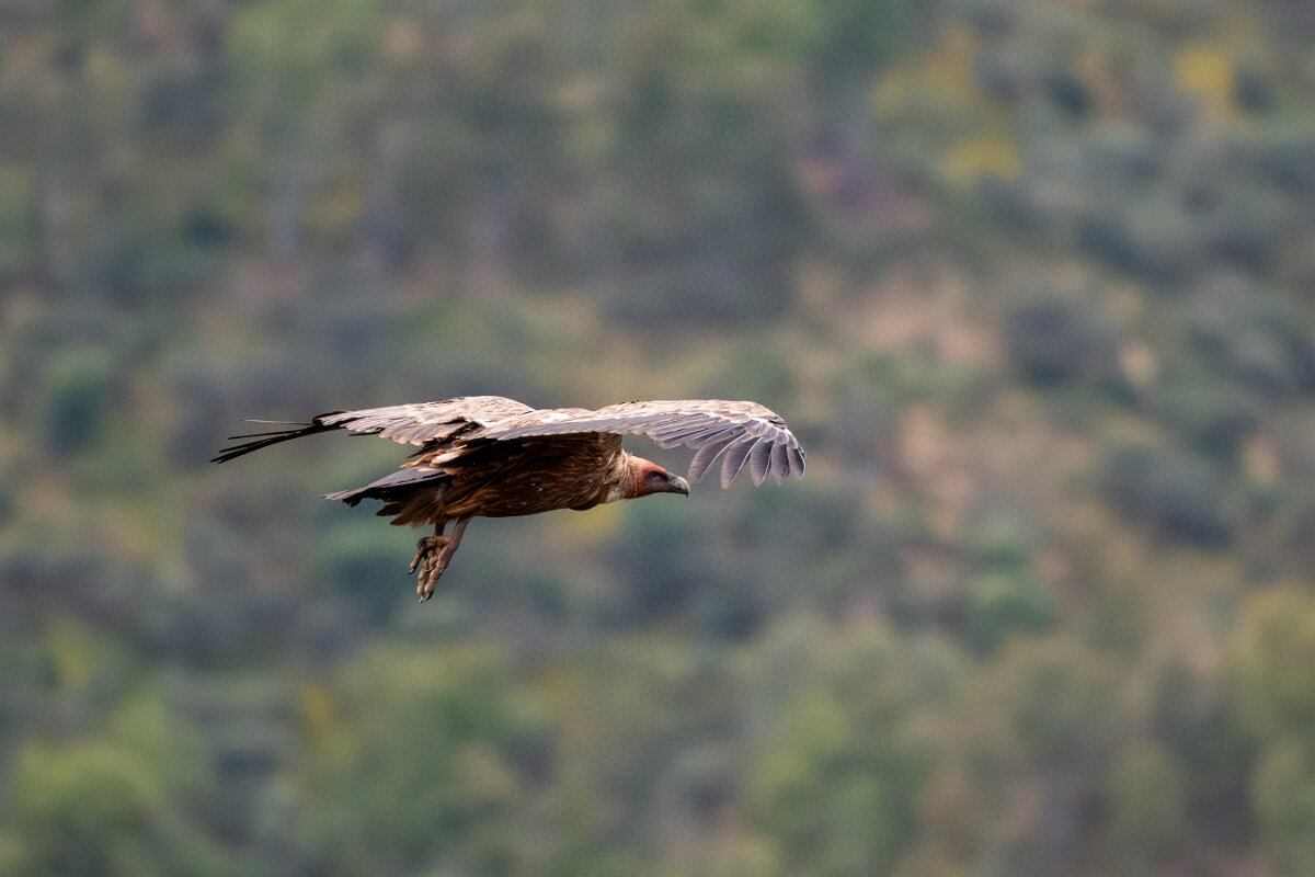 DPPhotography - Extremadura - Griffon vulture - C.jpg - Griffon vulture - Castillo de Monfragüe, Extremadura
