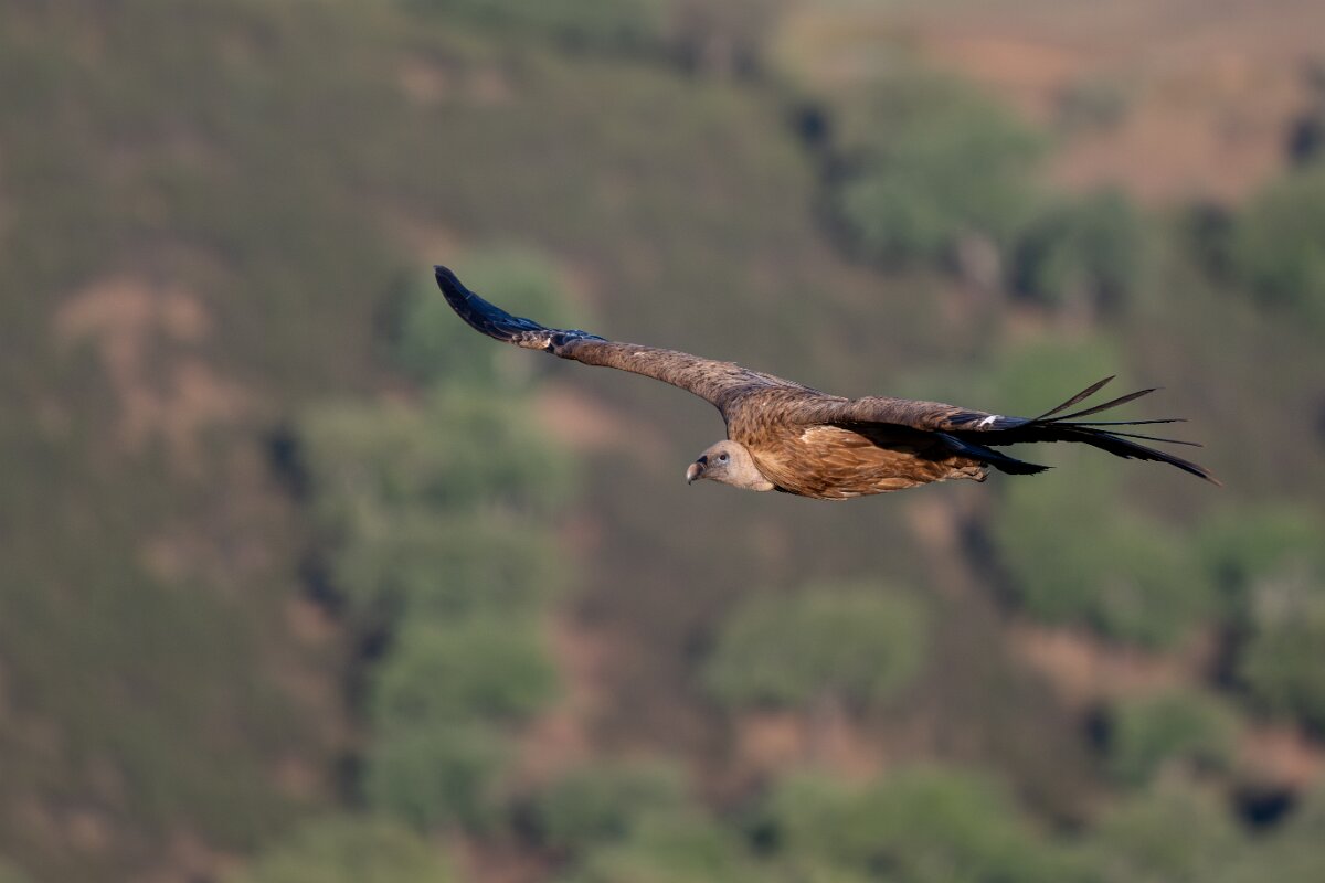 DPPhotography - Extremadura - Griffon vulture - I.jpg - Griffon vulture - Castillo de Monfragüe, Extremadura