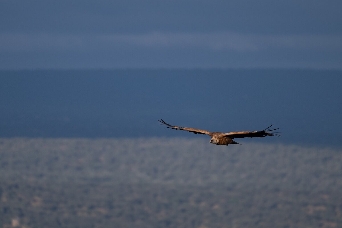 DPPhotography - Extremadura - Griffon vulture - K.jpg - Griffon vulture - Castillo de Monfragüe, Extremadura