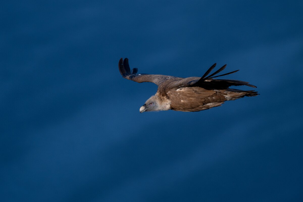 DPPhotography - Extremadura - Griffon vulture - Q.jpg - Griffon vulture - Castillo de Monfragüe, Extremadura